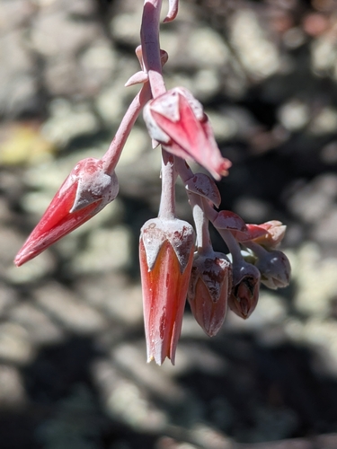 Image of Dudleya rigida by (c) James C. Davis, some rights reserved (CC BY-SA)