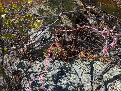 Image of Dudleya rigida by (c) James C. Davis, some rights reserved (CC BY-SA)
