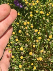 Amblyopappus pusillus