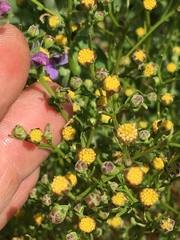 Amblyopappus pusillus