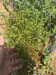 Amblyopappus pusillus