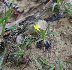 Hypoxis aurea