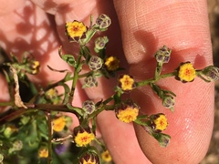 Amblyopappus pusillus
