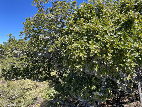 Quercus tuberculata