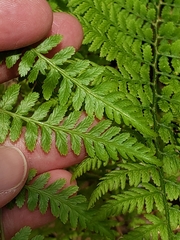 Athyrium