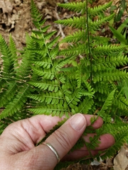 Athyrium