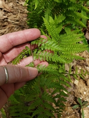 Athyrium