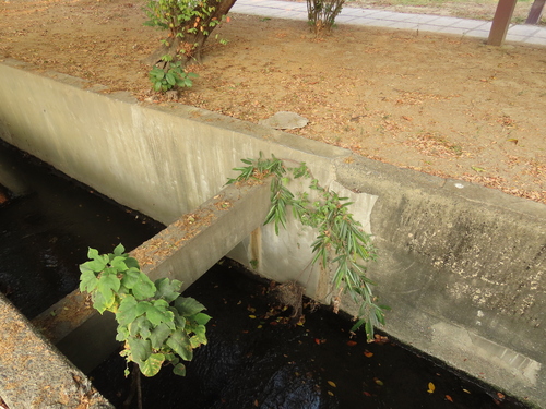 Image of Ficus maclellandii by (c) chiuluan, some rights reserved (CC BY)