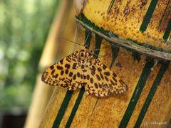 Epobeidia tigrata tigrata