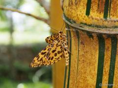 Epobeidia tigrata tigrata