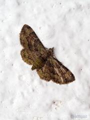 Gymnoscelis taprobanica