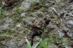Lycosidae