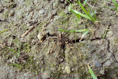 Lycosidae