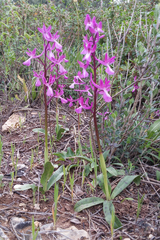 Orchis anatolica
