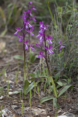Orchis anatolica