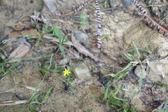 Hypoxis aurea