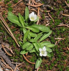 Hesperochiron pumilus