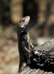 Sceloporus undulatus