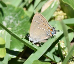 Satyrium favonius