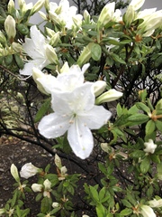 Rhododendron