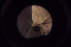 Lepidoptera