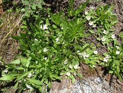 Hesperochiron pumilus