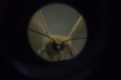 Lepidoptera
