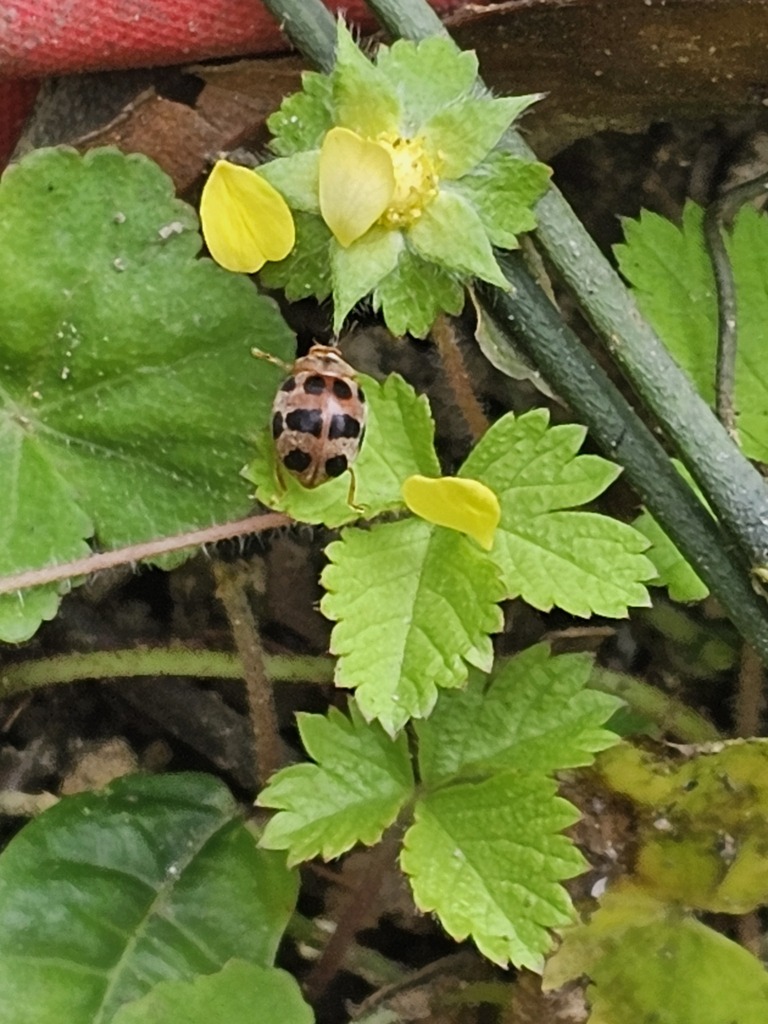 Afissula arisana