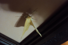 Lepidoptera