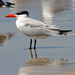 Caspian Tern - Photo (c) Frans Vandewalle, some rights reserved (CC BY-NC)