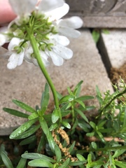 Iberis
