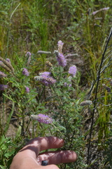 Dalea villosa