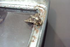Lepidoptera