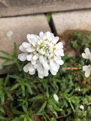 Iberis