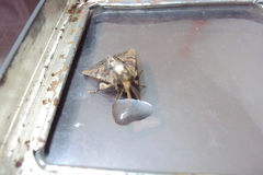 Lepidoptera
