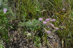 Dalea villosa
