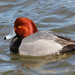 Redhead - Photo (c) Judy Gallagher, some rights reserved (CC BY)