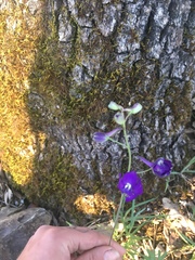 Delphinium decorum