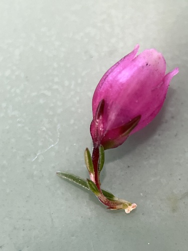 Image of Erica axilliflora by (c) Charleen Brunke, some rights reserved (CC BY)