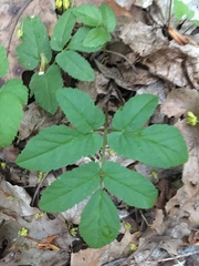 Aegopodium