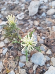 Chaenactis macrantha