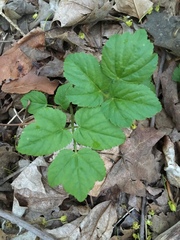 Aegopodium