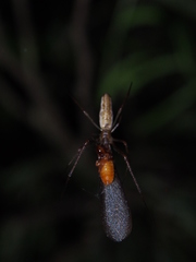 Tetragnatha ceylonica