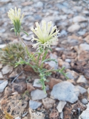 Chaenactis macrantha