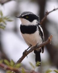 Batis pririt affinis