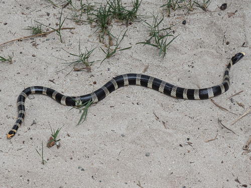 New Caledonian Sea Krait