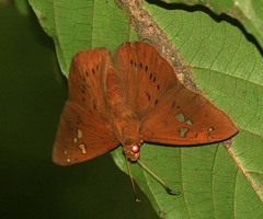 Capila phanaeus
