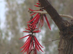 Erythrina folkersii