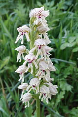 Orchis galilaea