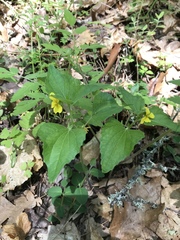 Viola lobata integrifolia